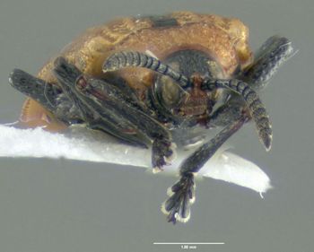 Media type: image;   Entomology 605060 Aspect: head frontal view